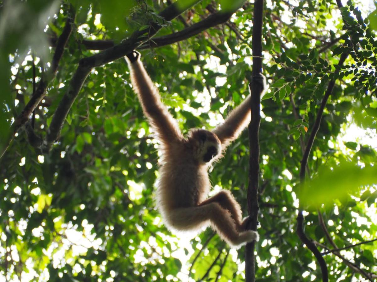 Lucky Bamboo'Bungalows-Resto And Orangutan Jungle Trekking Tours Bukit Lawang Ngoại thất bức ảnh