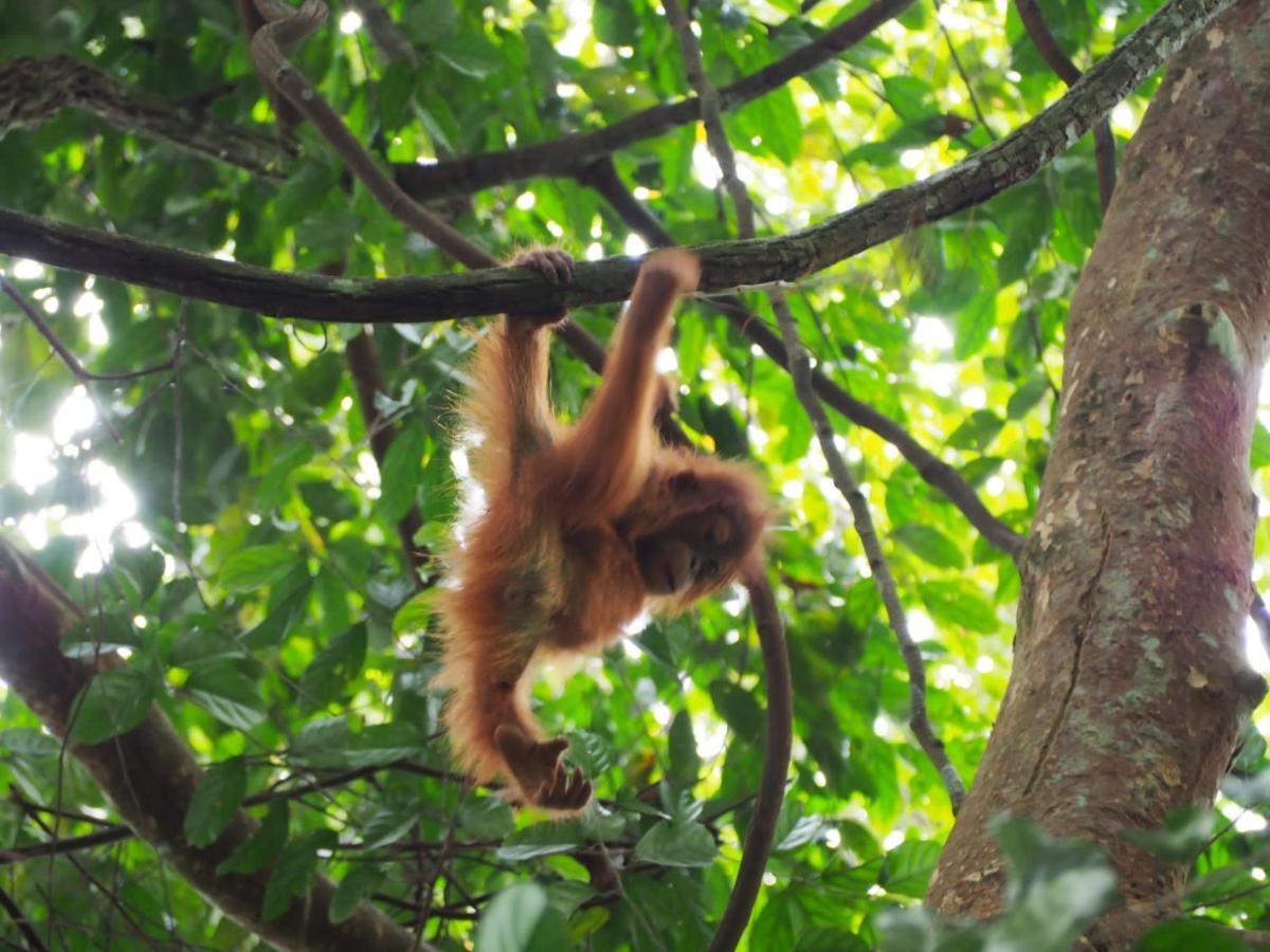 Lucky Bamboo'Bungalows-Resto And Orangutan Jungle Trekking Tours Bukit Lawang Ngoại thất bức ảnh