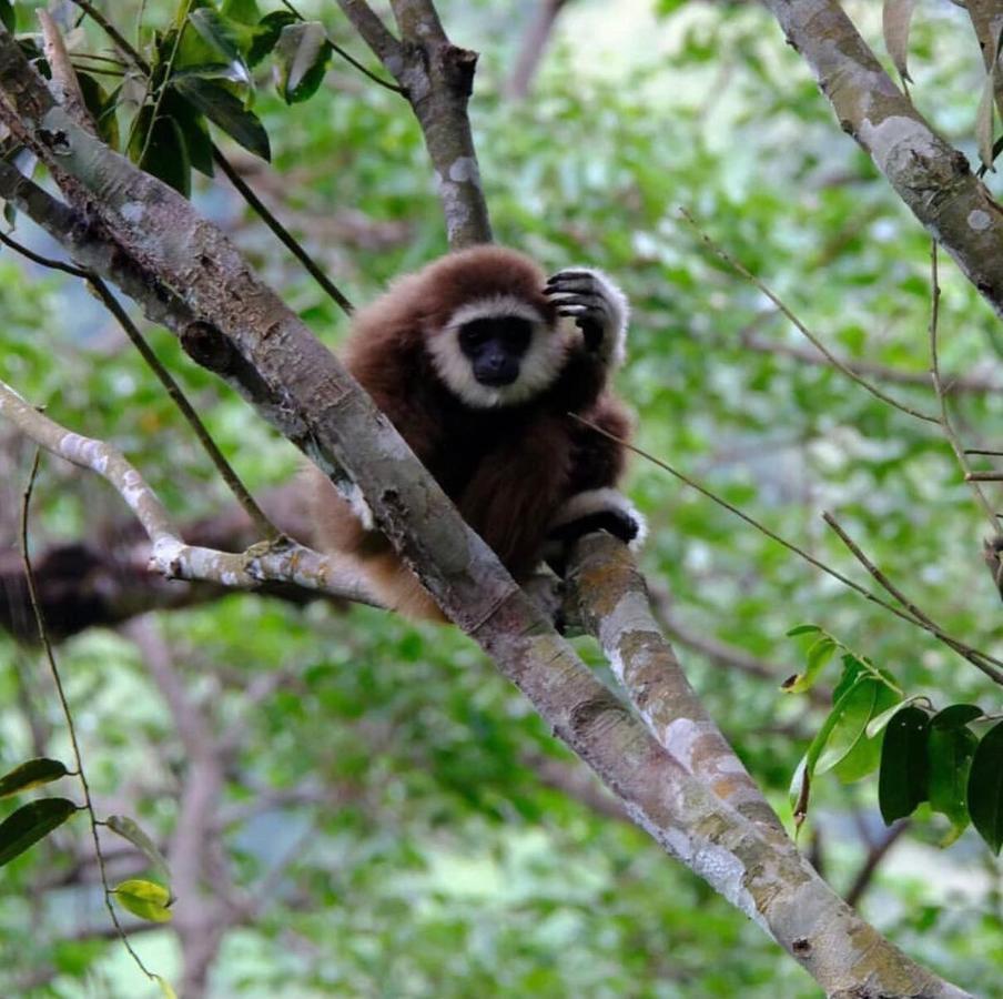 Lucky Bamboo'Bungalows-Resto And Orangutan Jungle Trekking Tours Bukit Lawang Ngoại thất bức ảnh