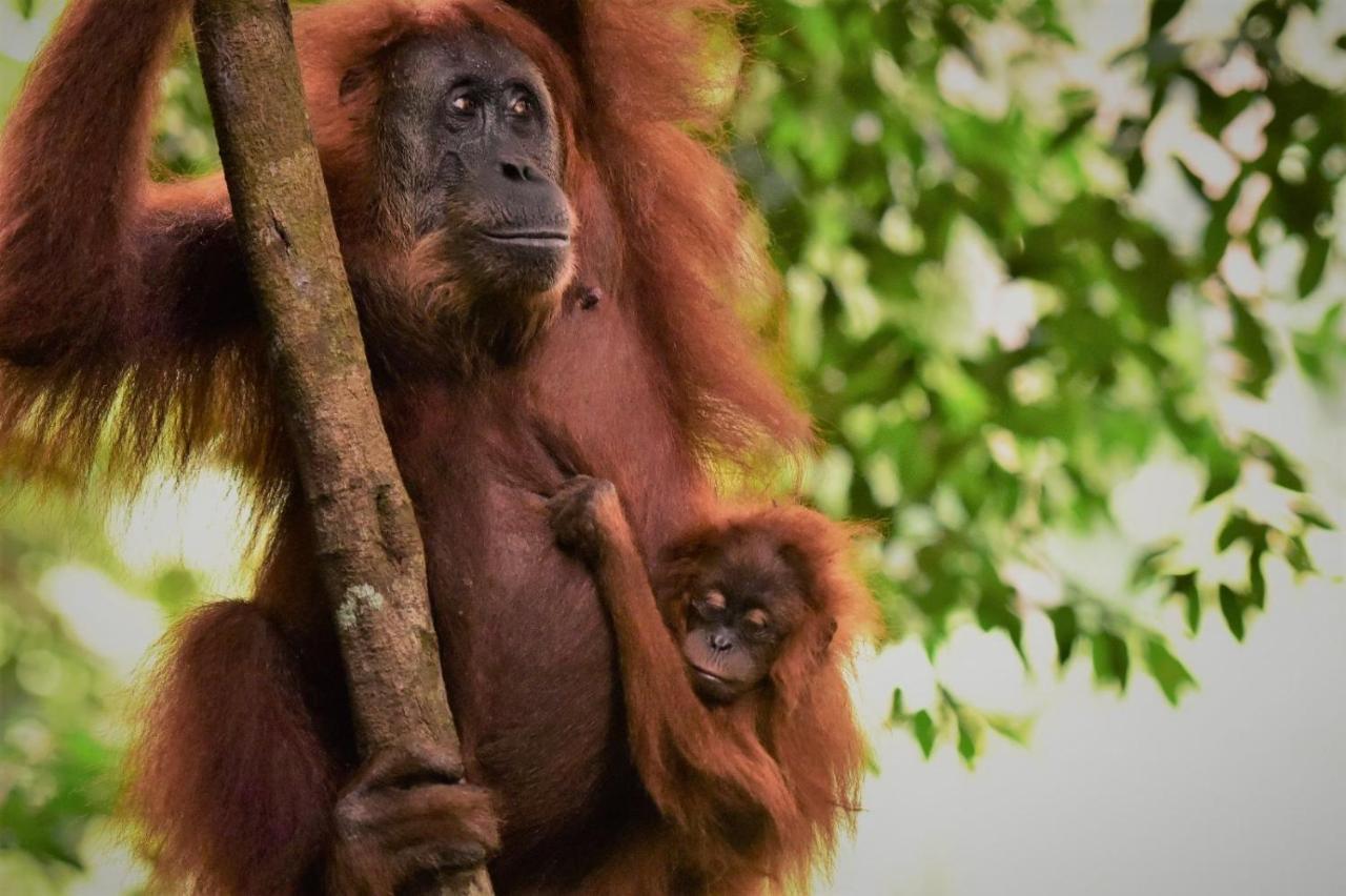 Lucky Bamboo'Bungalows-Resto And Orangutan Jungle Trekking Tours Bukit Lawang Ngoại thất bức ảnh