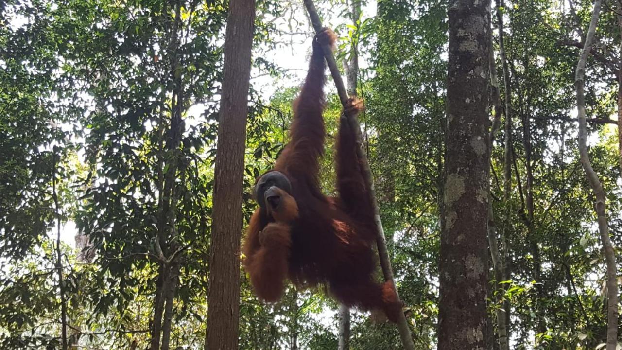 Lucky Bamboo'Bungalows-Resto And Orangutan Jungle Trekking Tours Bukit Lawang Ngoại thất bức ảnh