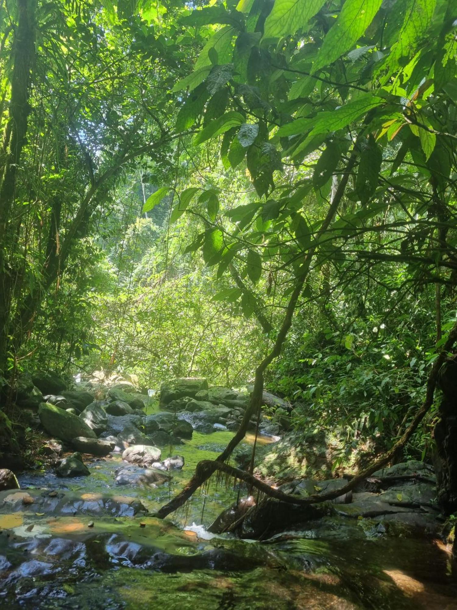 Lucky Bamboo'Bungalows-Resto And Orangutan Jungle Trekking Tours Bukit Lawang Ngoại thất bức ảnh