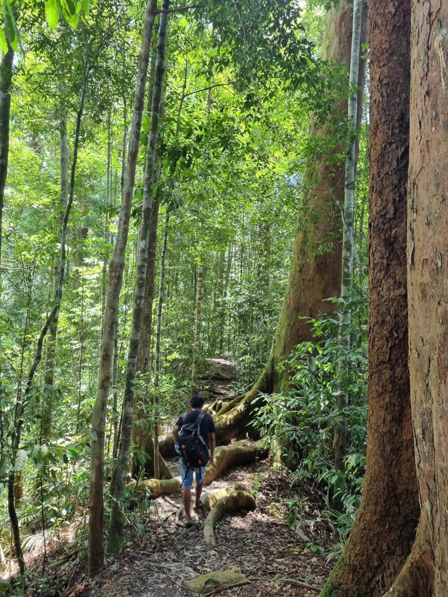 Lucky Bamboo'Bungalows-Resto And Orangutan Jungle Trekking Tours Bukit Lawang Ngoại thất bức ảnh