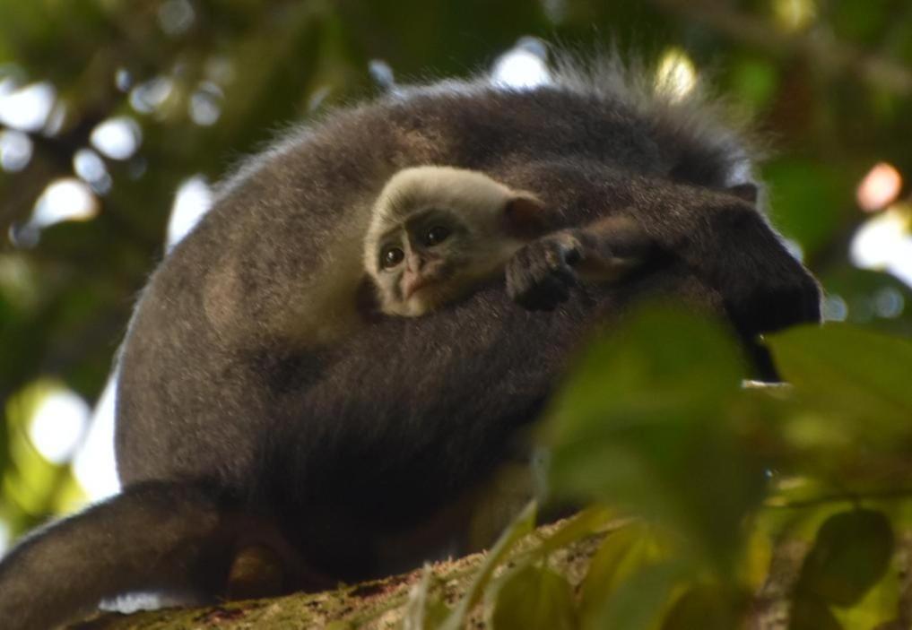 Lucky Bamboo'Bungalows-Resto And Orangutan Jungle Trekking Tours Bukit Lawang Ngoại thất bức ảnh