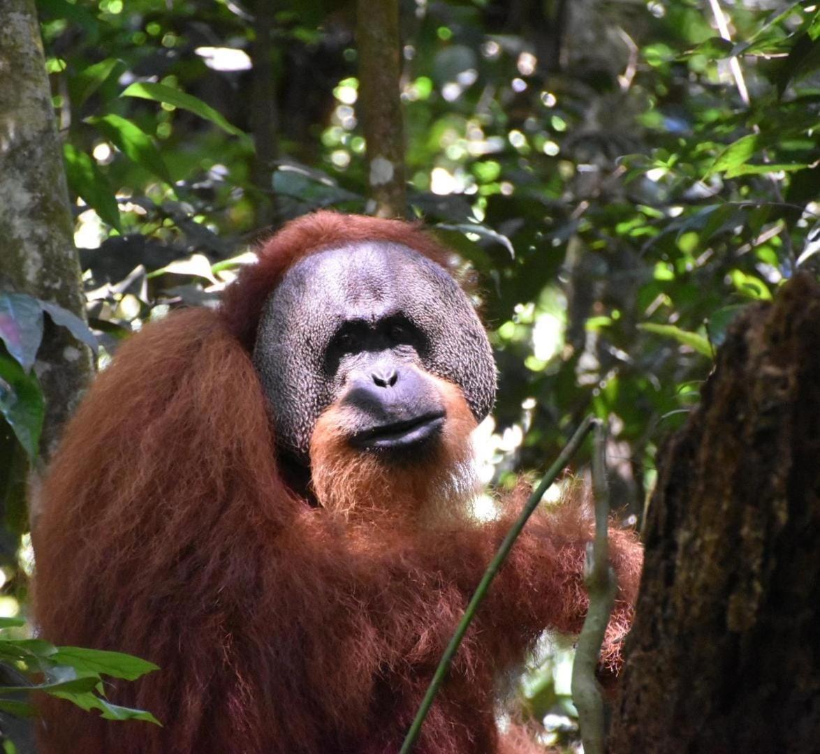 Lucky Bamboo'Bungalows-Resto And Orangutan Jungle Trekking Tours Bukit Lawang Ngoại thất bức ảnh