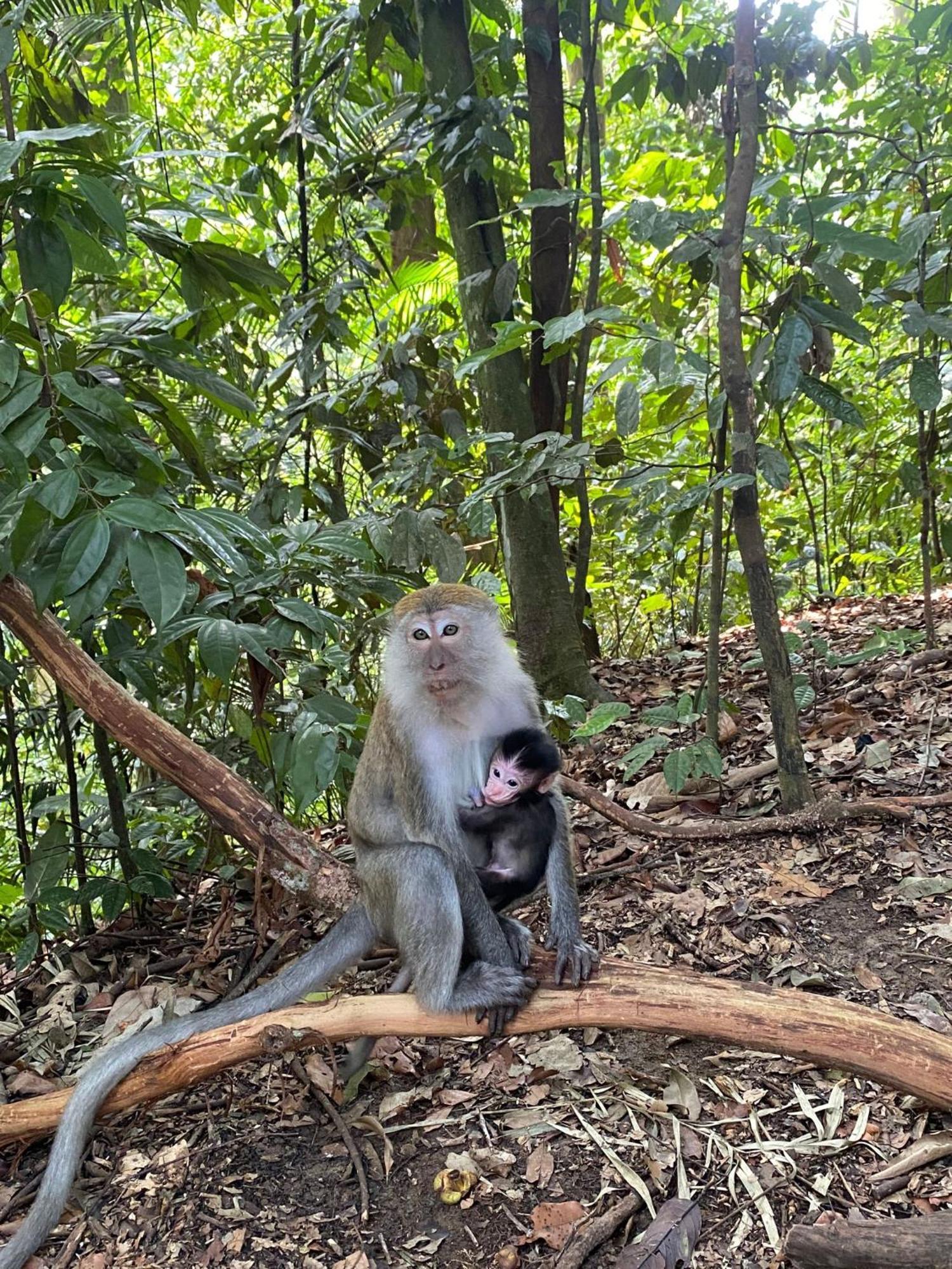 Lucky Bamboo'Bungalows-Resto And Orangutan Jungle Trekking Tours Bukit Lawang Ngoại thất bức ảnh