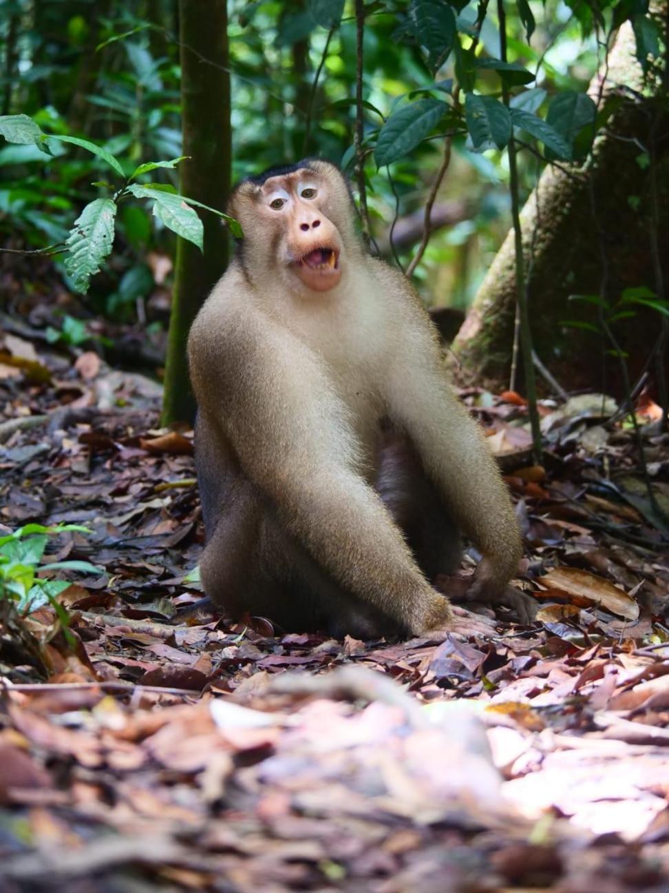 Lucky Bamboo'Bungalows-Resto And Orangutan Jungle Trekking Tours Bukit Lawang Ngoại thất bức ảnh