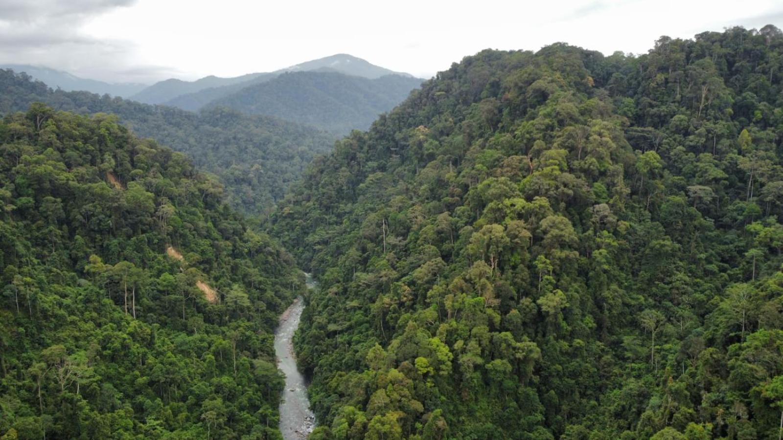 Lucky Bamboo'Bungalows-Resto And Orangutan Jungle Trekking Tours Bukit Lawang Ngoại thất bức ảnh