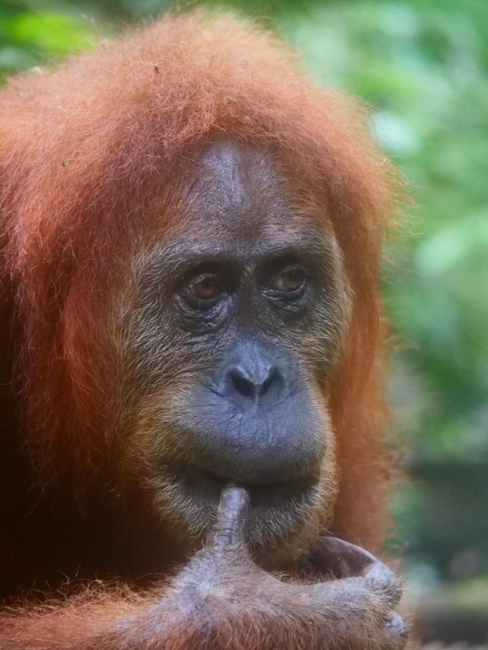 Lucky Bamboo'Bungalows-Resto And Orangutan Jungle Trekking Tours Bukit Lawang Ngoại thất bức ảnh
