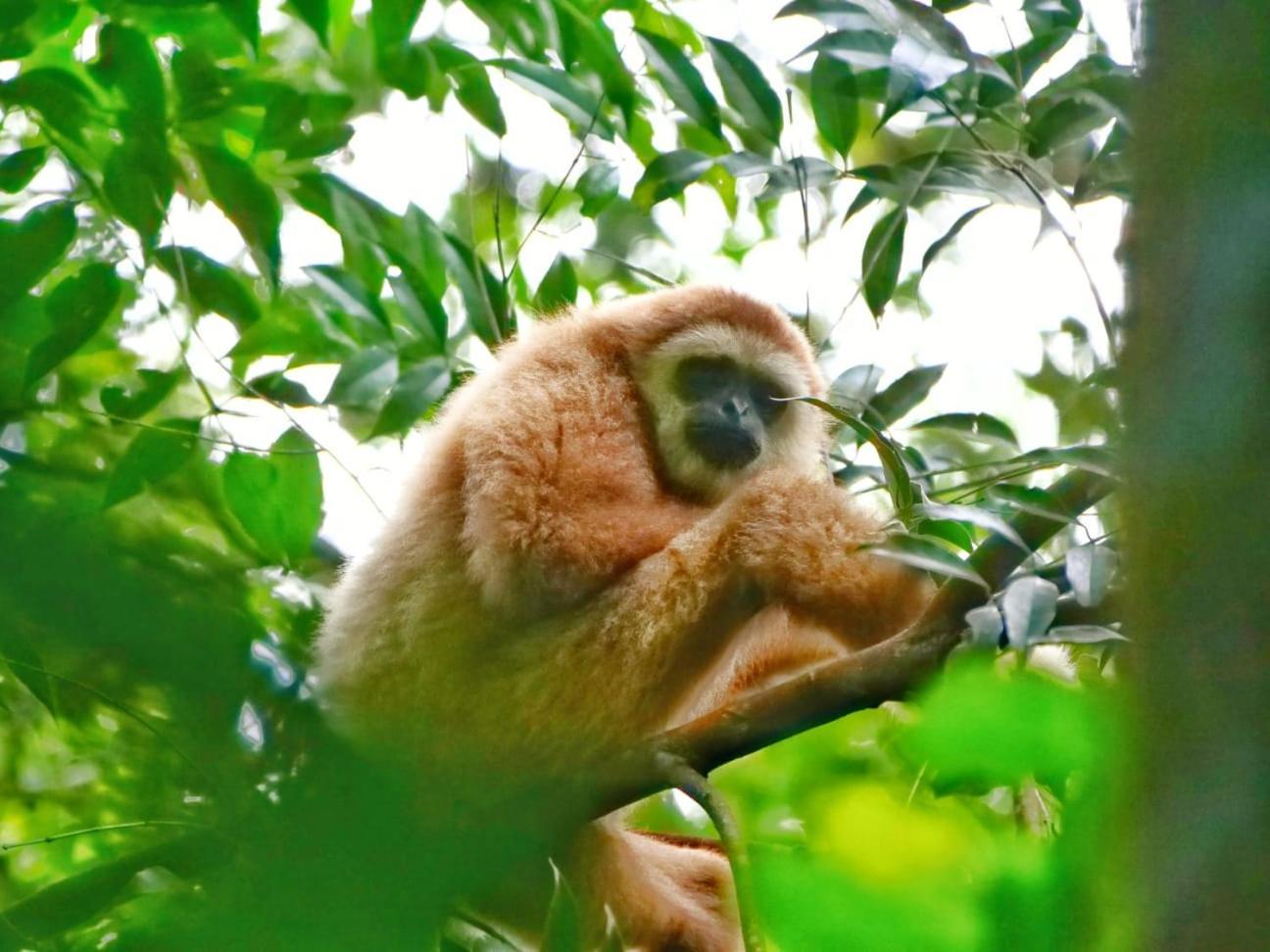 Lucky Bamboo'Bungalows-Resto And Orangutan Jungle Trekking Tours Bukit Lawang Ngoại thất bức ảnh