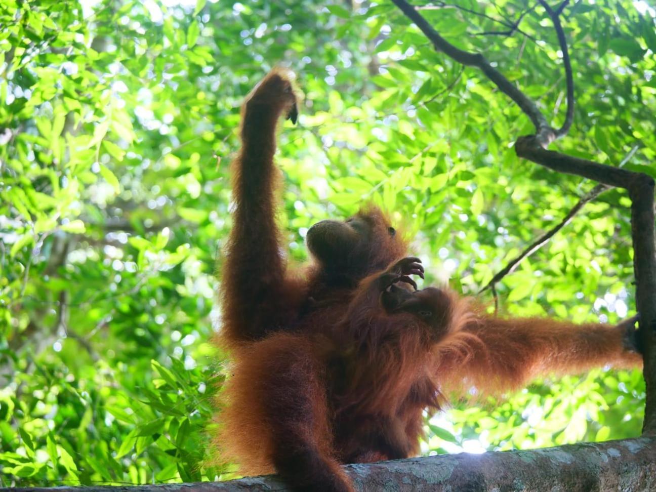 Lucky Bamboo'Bungalows-Resto And Orangutan Jungle Trekking Tours Bukit Lawang Ngoại thất bức ảnh